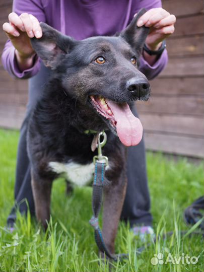 Джульетта ищет самый лучший дом