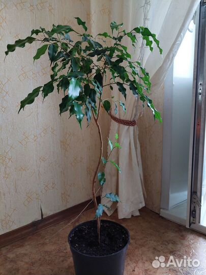 Фикус бенджамина