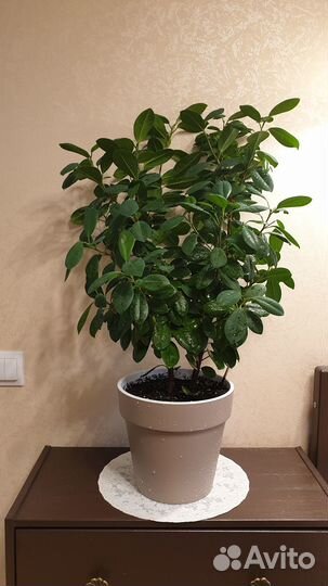 Комнатные цветы Фикус моклейм