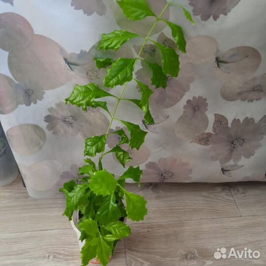 Комнатные цветы