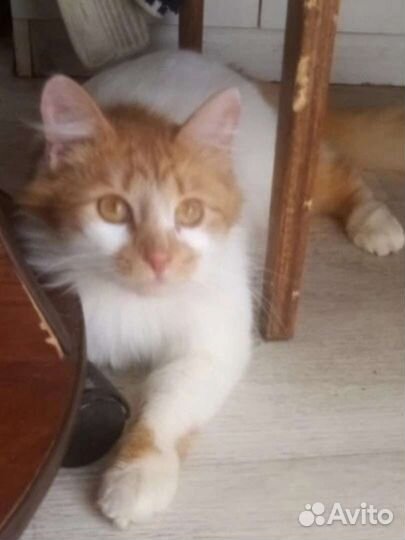 Пристраиваем Кузиньку в добрые ручки,1г. и 2 мес