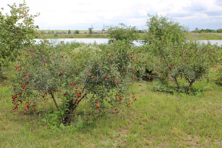 Дом 62,3 м² на участке 66 сот.