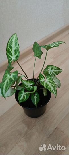 Сингониум imperial white