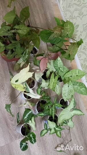 Сингониум Империал, Брокант, конфети, панда, др