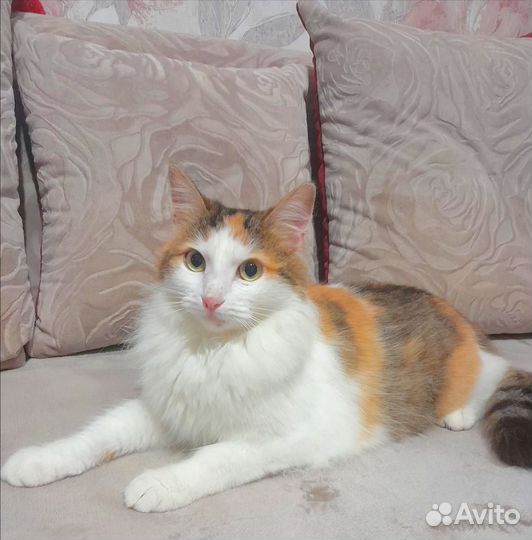 Умерла хозяйка кошка не никому не нужна