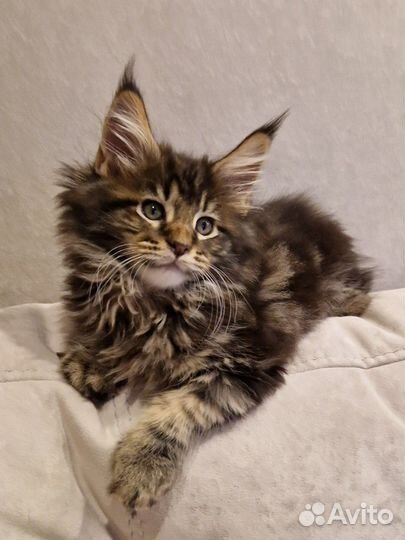 Котёнок Мейн-кун