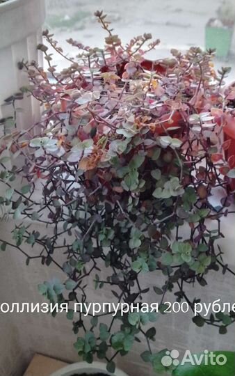 Коллизия пурпурная