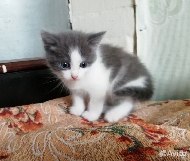 Отдам в добрые руки котят