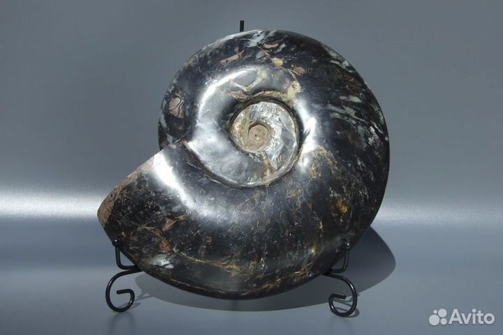 Большой аммонит черный Мадагаскар 27*24 см - 4,2 к