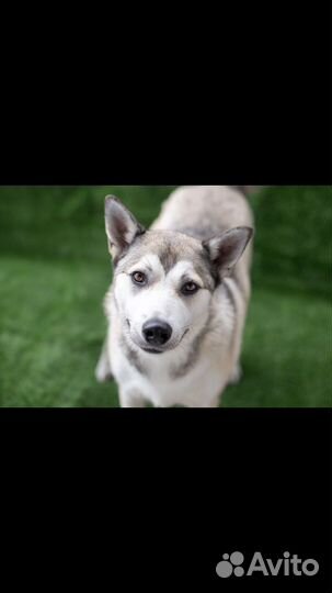 Шикарный барон ищет дом. Сибирский хаски метис