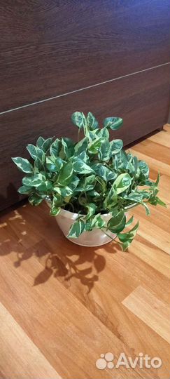 Сциндапсус