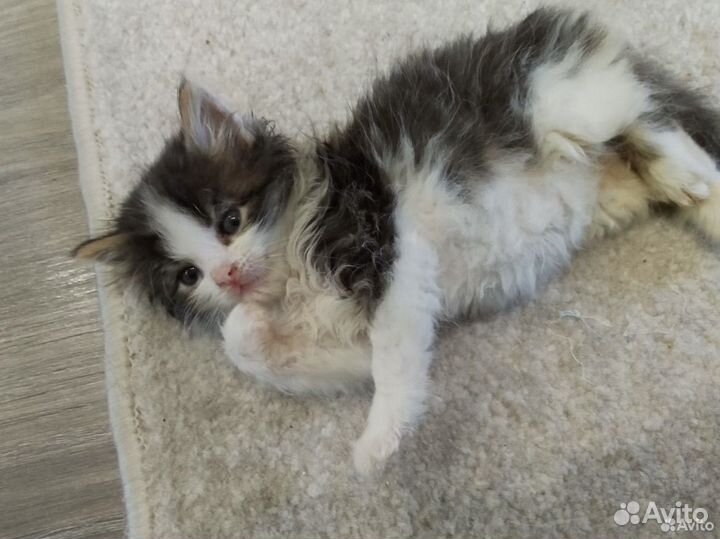 Котенок крошка с ладошку