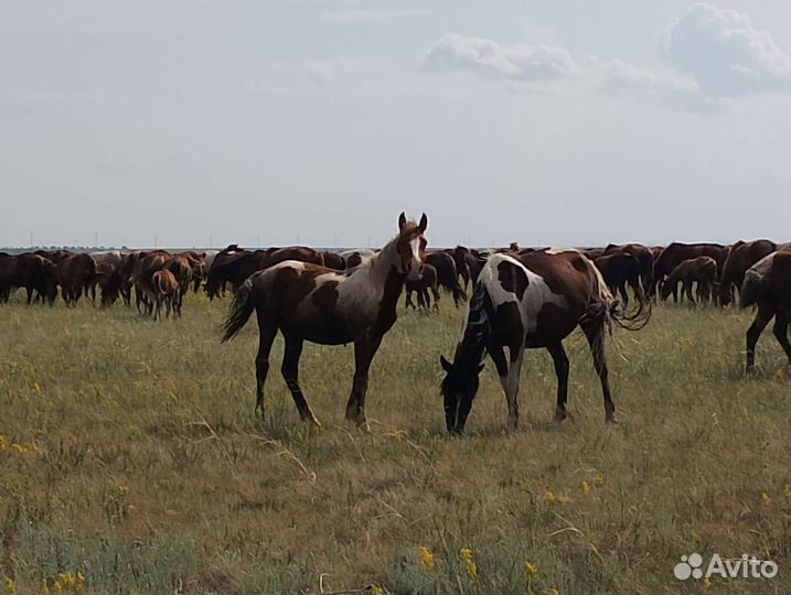 Лошадь жеребец