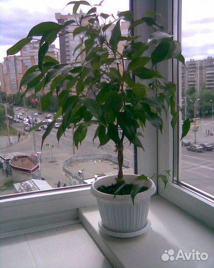 Фикусы бенджамина