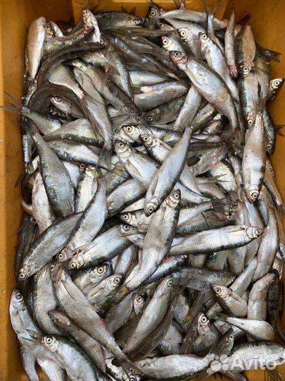 Уклейка свежая