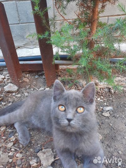 Антистрес и живые эмоции - милые котята