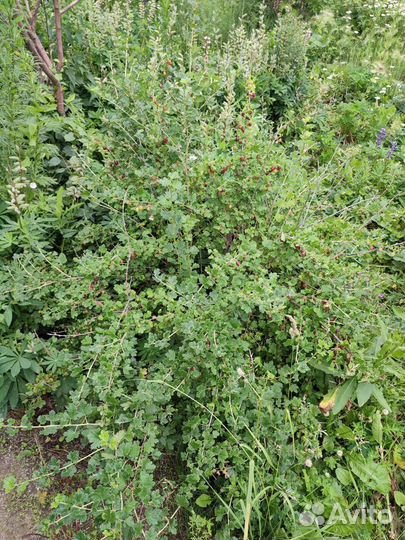 Крыжовник куст