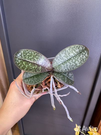 С цветоносом. Stuartiana Sogo. Орхидея