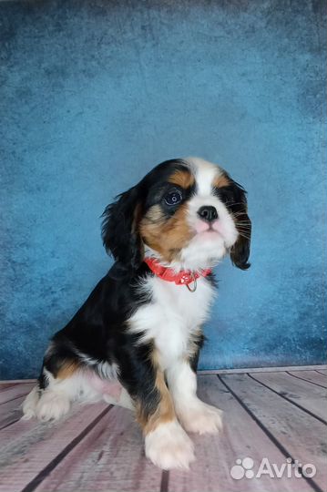 Щенок Кавалер Кинг Чарльз спаниель мальчик