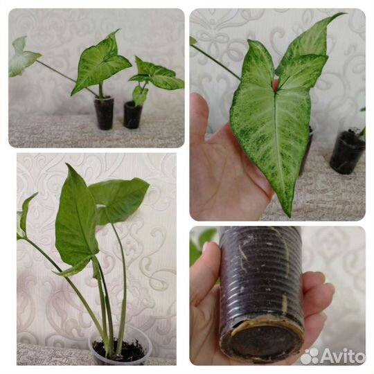 Сингониумы Панда/Фриклес/Баттерфляй