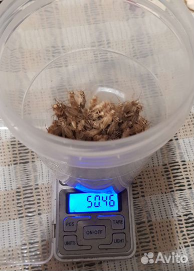 Сверчки домовые