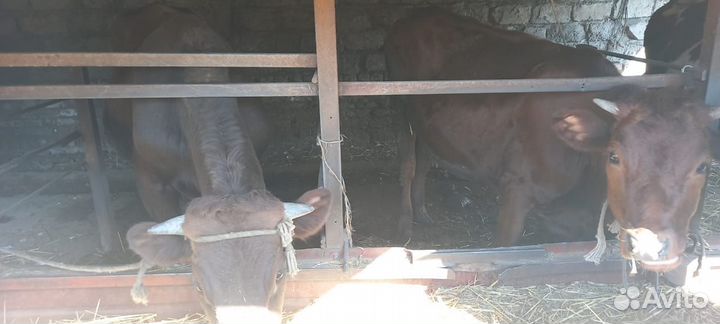 Быки и тёлочки на мясо