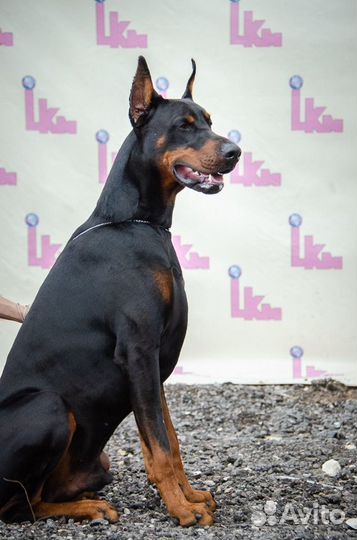 Кобель добермана вязка