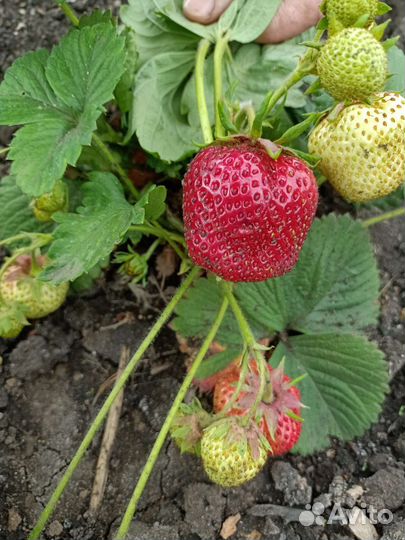 Семена клубники