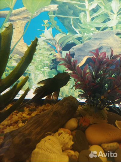 Аквариум с рыбами