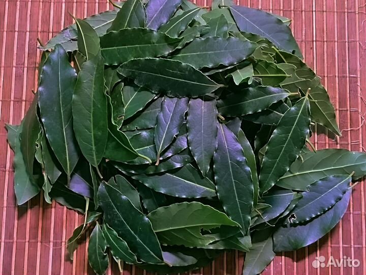 Лавровый лист семена