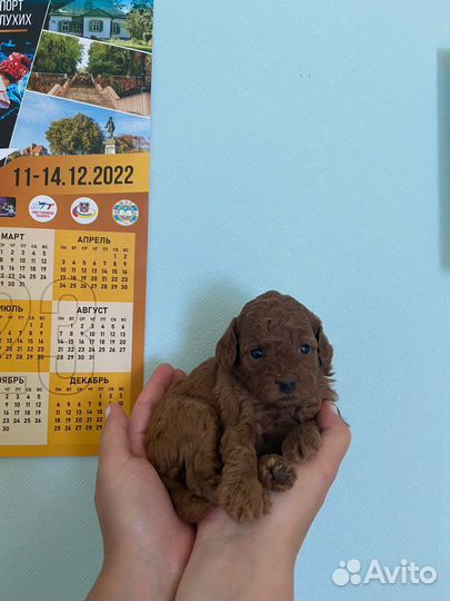 Щенки пуделя