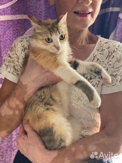 Кошка в добрые руки