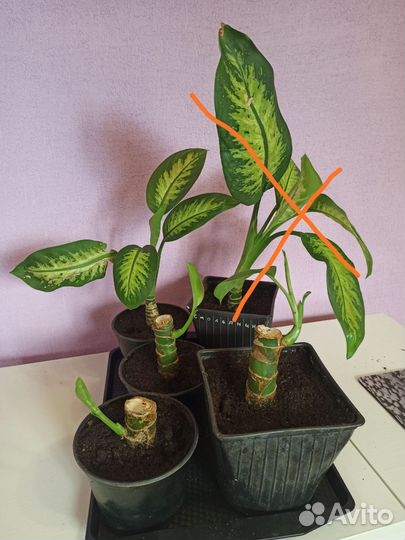 Домашние растения цветы