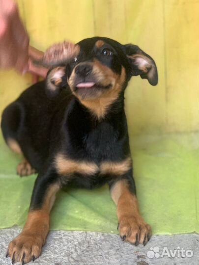 Щенок в добрые руки бесплатно