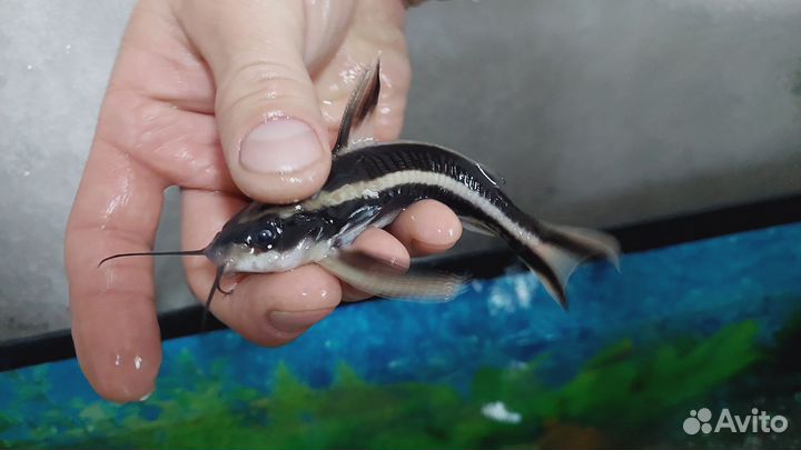 Сом платидорас