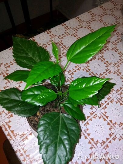 Гибискус (китайская роза)