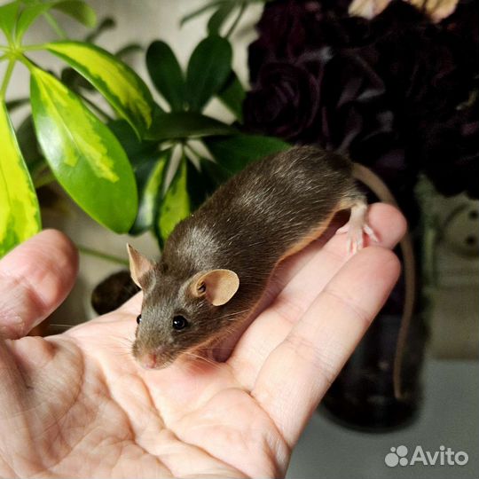 Декоративные мыши