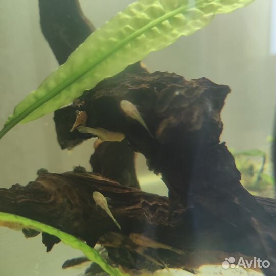 Сомики анциструсы (тёмные, альбиносы, триколор)