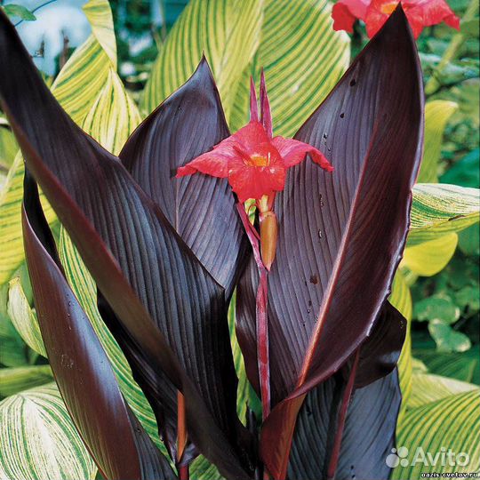 Канны Красные