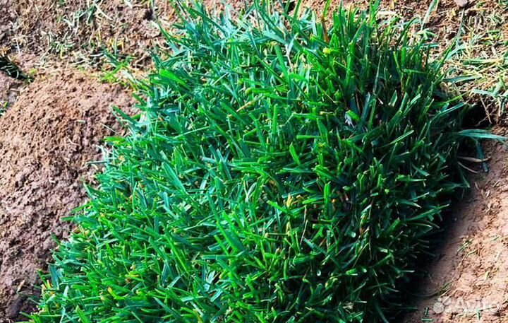 Рулонный газон с доставкой