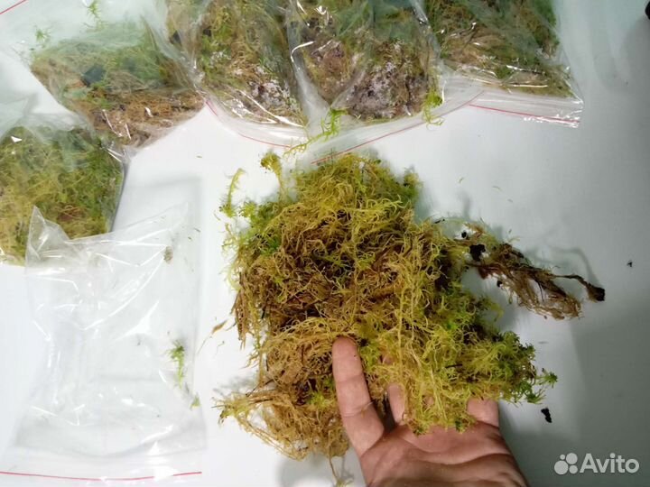 Мох сфагнум