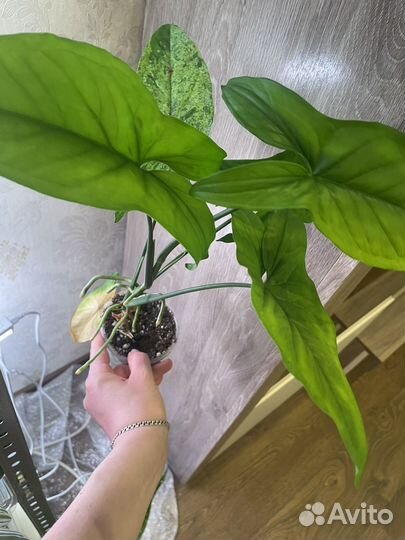 Сингониум моттлед