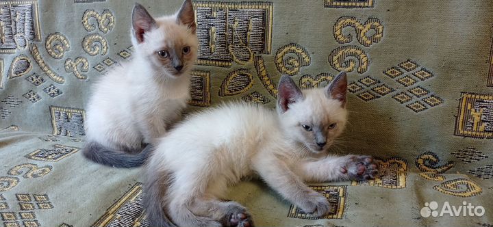 Сиамские котята