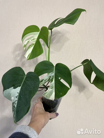 Монстера Борзига