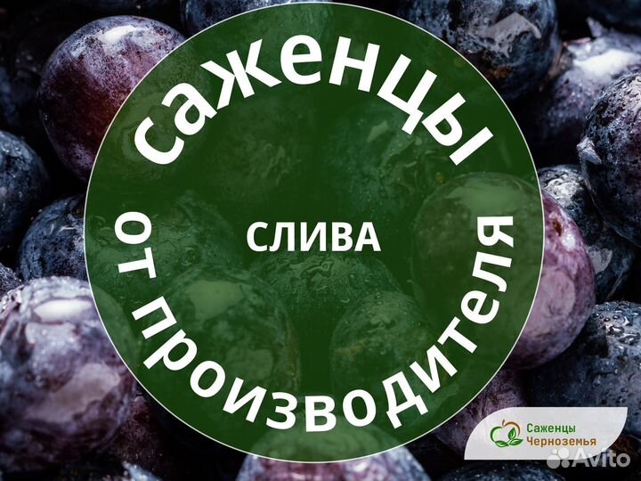 Слива Бест и Алыча