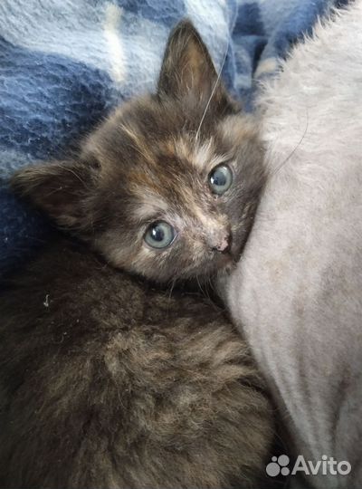 Котенок девочка в добрые руки бесплатно