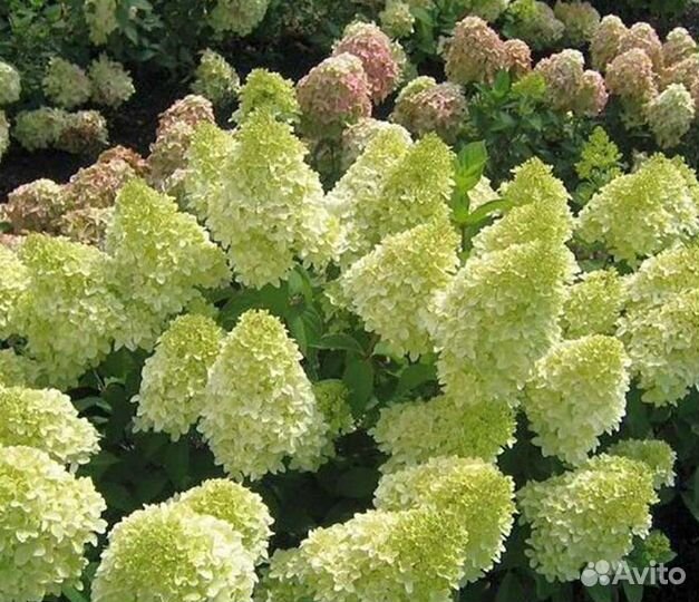 Гортензия Megical candles