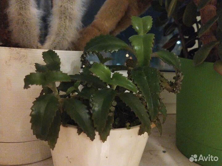 Продам цветы комнатные,Толстянка,Мужское счастье