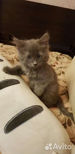 Кошка в дар бесплатно