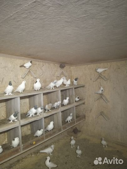 Голуби чехи